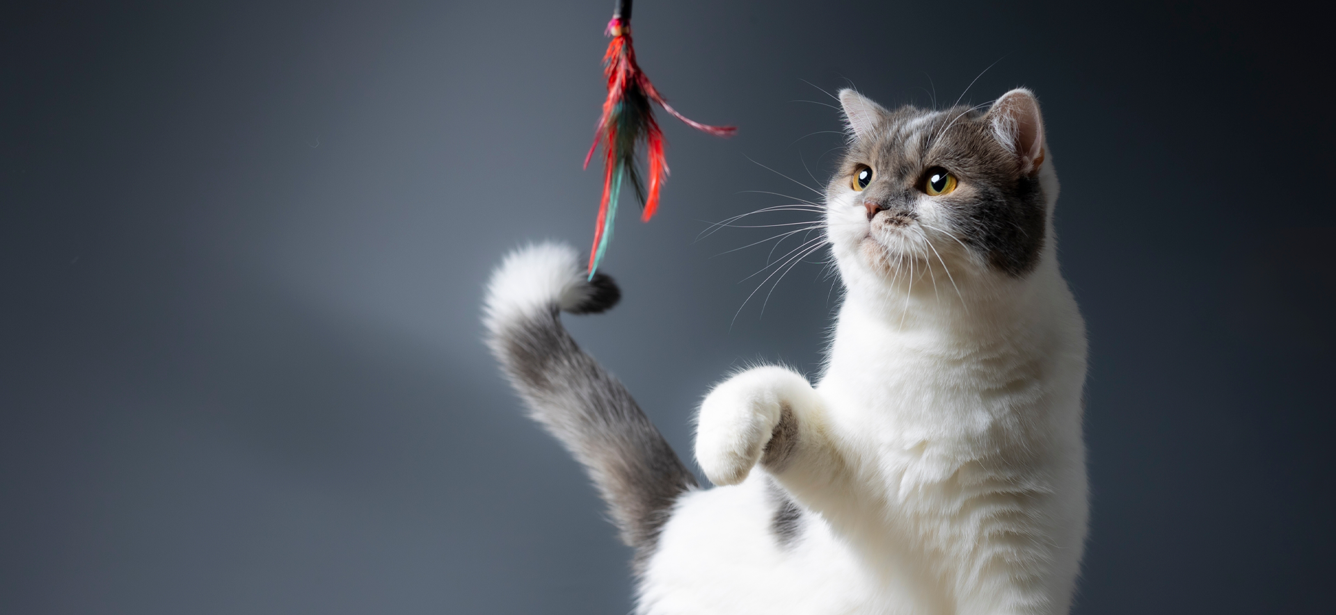 cómo usar catnip para estimular a un gato